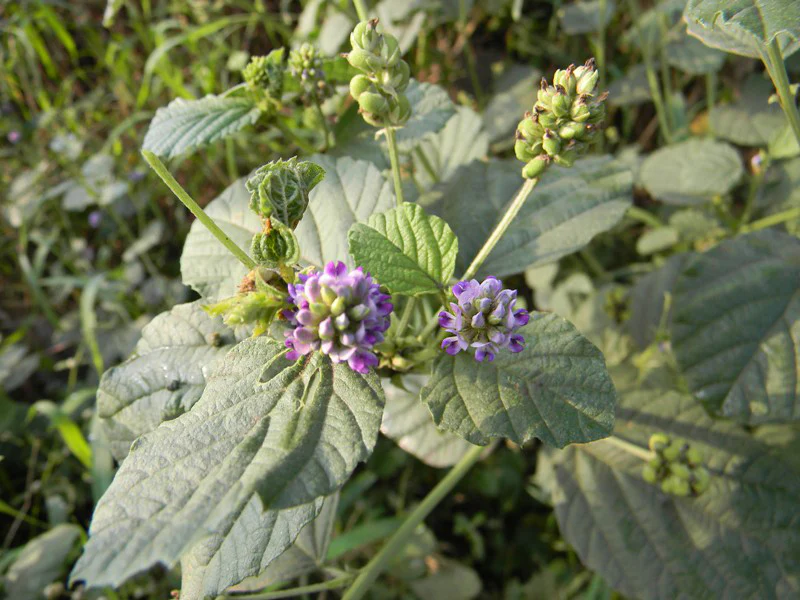 Role of Bakuchi (Psoralea corylifolia) in the treatment of psoriasis: A pharmacological review